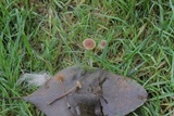 Psilocybe inquilina image