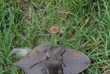 Psilocybe inquilina image