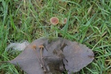 Psilocybe inquilina image
