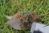 Psilocybe inquilina image