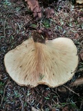 Tapinella atrotomentosa image