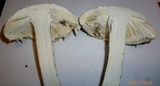 Amanita rhopalopus image