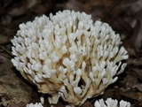 Tremellodendron schweinitzii image