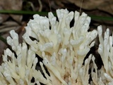 Tremellodendron schweinitzii image