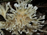 Tremellodendron schweinitzii image