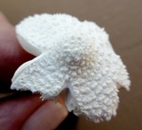 Leucocoprinus cretaceus image