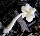 Leucocoprinus cretaceus image