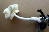 Leucocoprinus cretaceus image