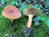 Lactarius volemus image