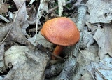 Cortinarius bolaris image
