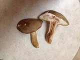 Boletus durhamensis image