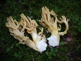 Ramaria pallidosaponaria image