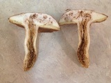 Boletus durhamensis image