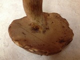 Boletus durhamensis image