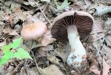 Cortinarius torvus image
