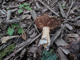 Stropharia hardii image