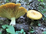 Lactarius croceus image