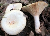 Lactarius maculatipes image