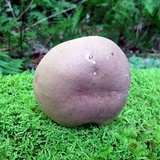 Austroboletus gracilis image