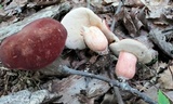 Xanthoconium purpureum image