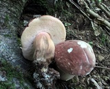 Xanthoconium purpureum image