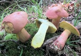 Boletus pallidoroseus image