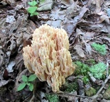 Ramaria formosa image
