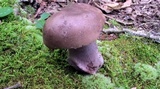 Tylopilus plumbeoviolaceus image