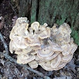 Meripilus sumstinei image