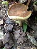 Xanthoconium affine image
