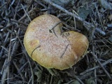 Suillus caerulescens image