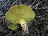 Suillus caerulescens image