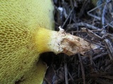 Suillus caerulescens image