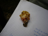 Ramaria sanguinea image