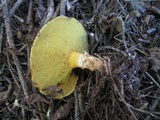 Suillus caerulescens image