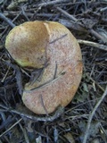 Suillus caerulescens image