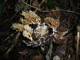 Ramaria stricta image