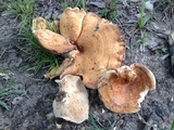 Lactarius yazooensis image