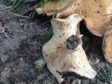 Lactarius yazooensis image