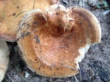 Lactarius yazooensis image