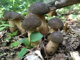 Tylopilus variobrunneus image