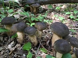 Tylopilus variobrunneus image