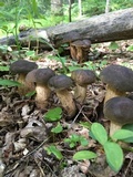 Tylopilus variobrunneus image