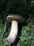 Tylopilus variobrunneus image