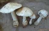 Amanita canescens image