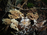 Ramaria stricta image