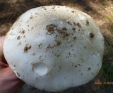 Amanita canescens image