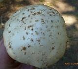 Amanita canescens image