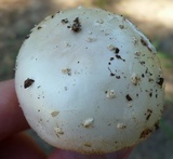 Amanita canescens image