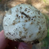 Amanita canescens image